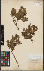 Foto von Salix waldsteiniana Willd.